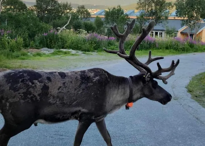 Apartamento Warm And Cozy In Tromso, Free Parking And Near Both Airport, Nature And Busses Tromsø